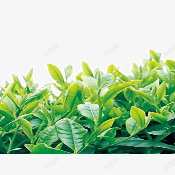 茶树茶叶png免抠素材_新图网 https://ixintu.com 叶子 绿叶 绿色 茶叶 茶树