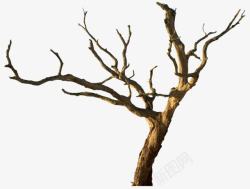 树卡通树彩树树干树枝枯萎的树干和树枝高清图片