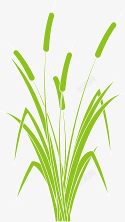 杂草草丛绿色春季芦苇草丛高清图片