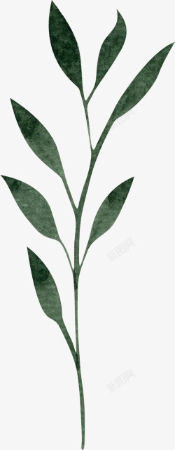 植物的枝条叶子装饰案高清图片