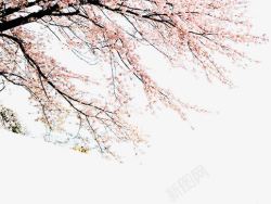 樱花海报樱花树高清图片