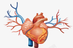 血管心脏矢量图素材