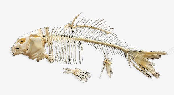 鱼骨头png免抠素材_新图网 https://ixintu.com 实物骨头 骨头 骨头素材 鱼骨头
