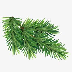 柏树素材一根鲜绿色的松树枝高清图片