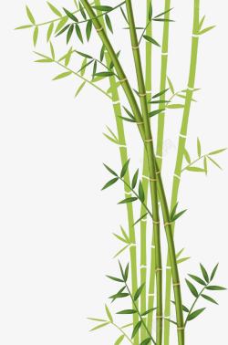 一片绿色竹子高清图片