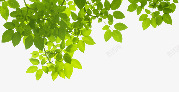 绿叶植物背景png免抠素材_新图网 https://ixintu.com 植物 绿叶 绿色 背景
