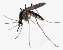 飞虫动物准备吸血的黑色大蚊子高清图片
