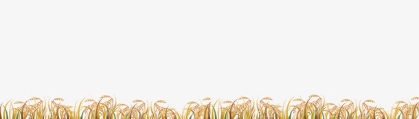 一片金色麦穗png免抠素材_新图网 https://ixintu.com 丰收 农业 创意 小麦 爱心 稻子 稻谷 粮食 谷子 麦子 麦穗