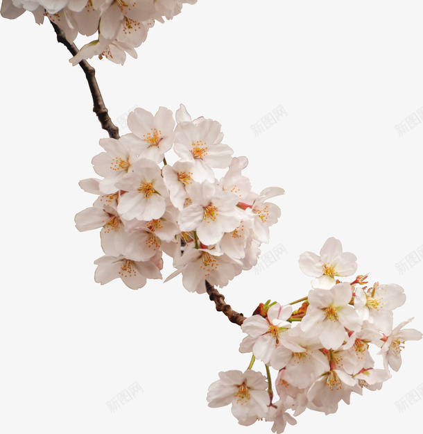 一整枝白色的花朵png免抠素材_新图网 https://ixintu.com 开花 春天 植物 花 装饰