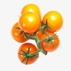 实物黄色分支带藤樱桃番茄素材