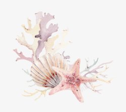 粉色贝壳海星贝壳珊瑚高清图片