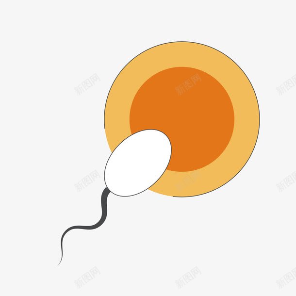 橙色受精卵png免抠素材_新图网 https://ixintu.com 几何 卵子 受惊 图形 圆形 橙色 生命 生长 精子
