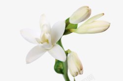 重瓣花卉白色茉莉花卉高清图片