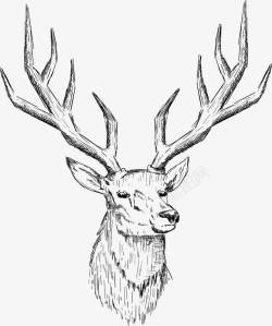 欧洲素描素描鹿头矢量图高清图片