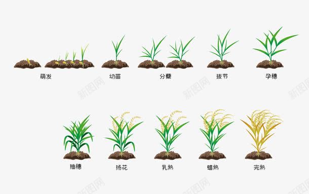 水稻成熟过程png免抠素材_新图网 https://ixintu.com 大米 植物 水稻 泥土 稻田 稻米 米粒 绿色 胚芽