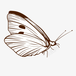海生物底纹单色蝴蝶线稿高清图片