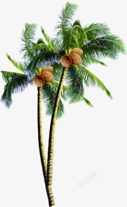 水彩椰子树椰子树水彩画夏日海报高清图片