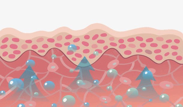 皮肤表层png免抠素材_新图网 https://ixintu.com 热量表层 皮肤 皮肤组织图 皮肤表皮 皮革表层 结构 表层 面部皮肤结构