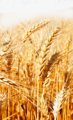 成熟自然风景金色小麦稻田高清图片