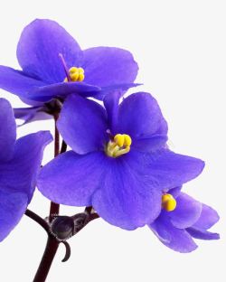 非洲紫罗兰紫罗兰花高清图片