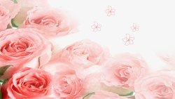 渐变透明的粉色玫瑰花婚庆装饰素材