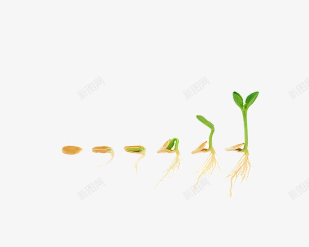种子发芽过程png免抠素材_新图网 https://ixintu.com 免费抠图 农作物种子 卡通 发芽过程 成长之路 手绘 种子
