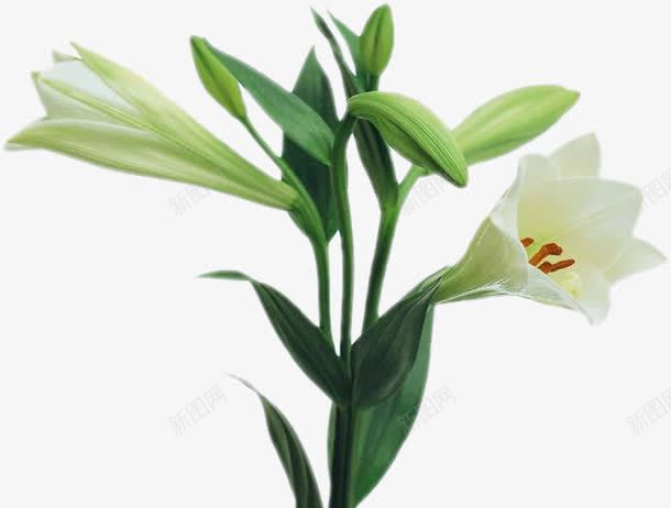 白色百合花png图片免费下载 素材7zjekvkqa 新图网 白色百合花png图片免费下载 素材7zjekvkqa 新图网