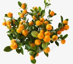 橘园橘树盆栽高清图片