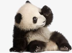 大熊猫的黑眼圈猫熊熊猫高清图片