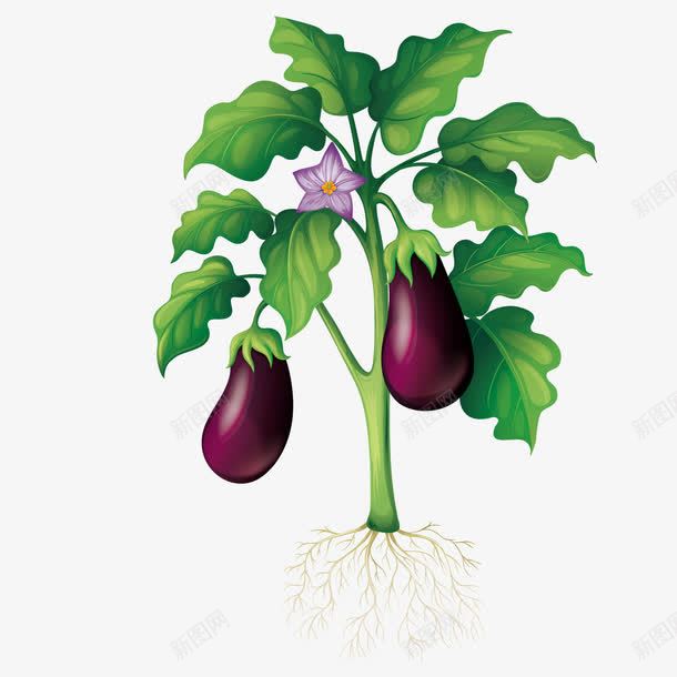 种植茄子png免抠素材_新图网 https://ixintu.com 开花 根系 紫色蔬菜 绿色蔬菜