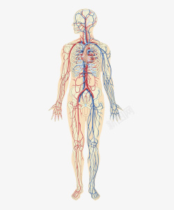 人体结构衣架人体动静脉血管分布高清图片