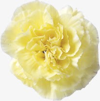 黄色温馨康乃馨心意花朵素材