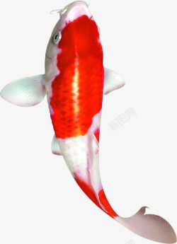 斑点鱼红色斑点鱼样式招聘海报高清图片