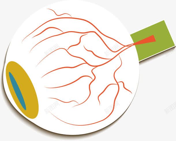 眼珠器官png免抠素材_新图网 https://ixintu.com 器官 生物医药 生物医药展板 生物医药广告 生物医药整容 生物医药科技 眼珠