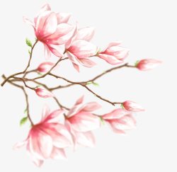粉红色兰花卡通手绘玉兰花高清图片