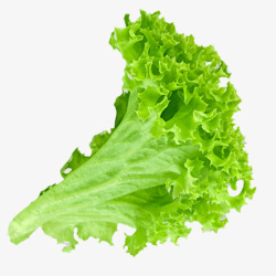 蔬菜配菜实物绿色新鲜生菜高清图片