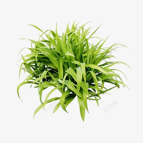 一堆绿草png免抠素材_新图网 https://ixintu.com 绿色 绿草 草地 青草
