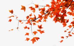 秋季金黄树叶3枫叶高清图片