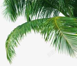 绿色创意合成椰子树植物素材