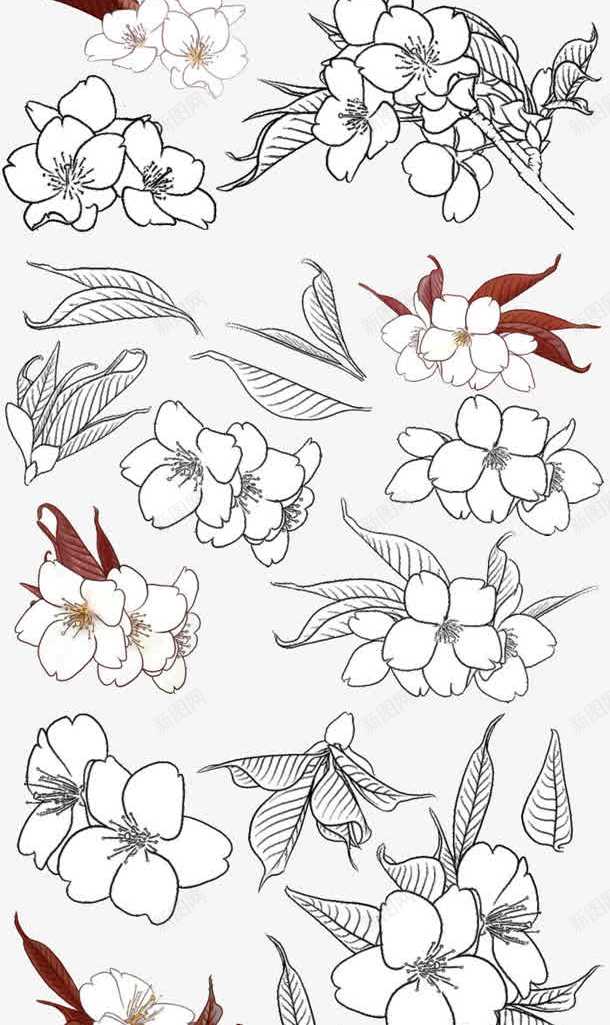 手绘花朵png免抠素材_新图网 https://ixintu.com 白色花朵 线性图案 线描叶子 线描花朵