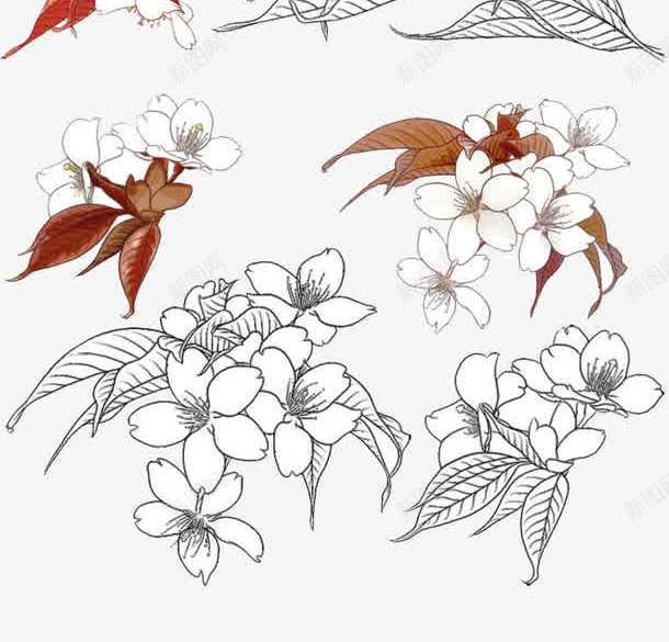 手绘花朵png免抠素材_新图网 https://ixintu.com 白色花朵 线性图案 线描叶子 线描花朵