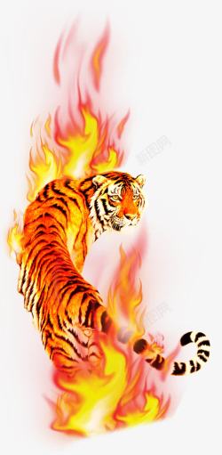 老虎背影火焰老虎高清图片