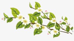 桂花绿叶新芽枝头的白色桂花植物桂花高清图片