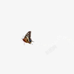 紫色昆虫飞舞的蝴蝶高清图片