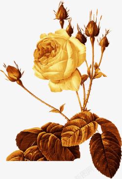 复古欧式金色玫瑰花装饰图案素材