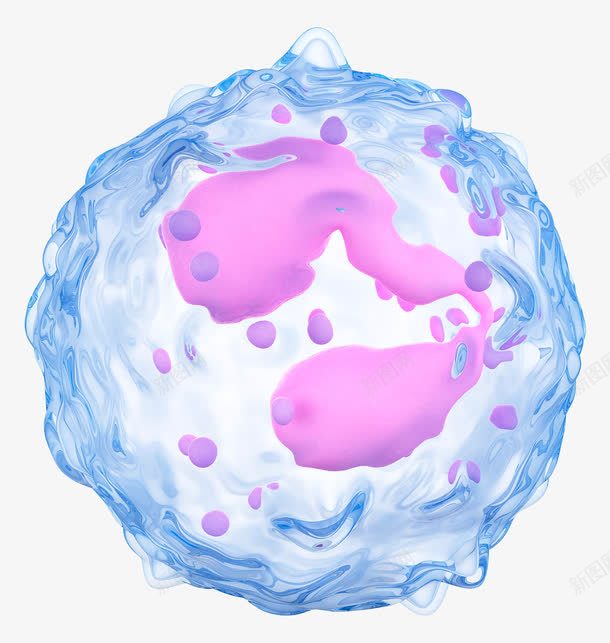 人体白细胞png免抠素材_新图网 https://ixintu.com 免疫系统 抗体 生物插图 白细胞
