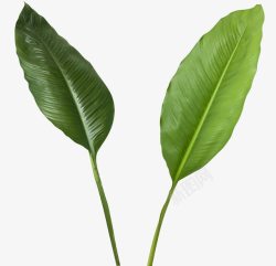 大片芭蕉叶效果植物绿色素材