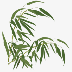 透明花瓶中的竹叶风中的竹叶手绘图高清图片