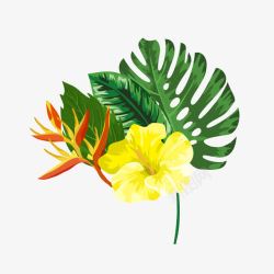 热带植物花卉素材