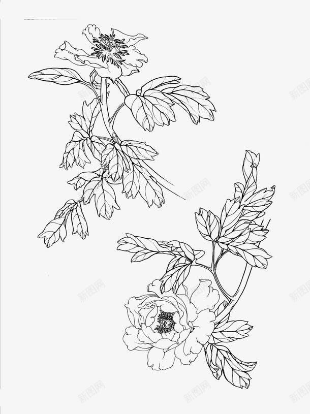 白描牡丹花png图片免费下载 素材7qswvgvqu 新图网 白描牡丹花png图片免费下载 素材7qswvgvqu 新图网